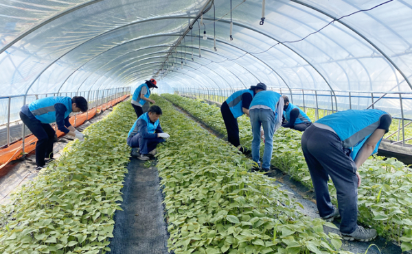 25일, 금산군 금성면 의총리 소재의 청년창업농가에서 농번기를 맞아 농촌 일손돕기 봉사활동 진행