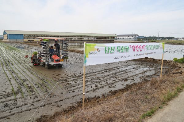 ‘당찬진미’ 모내기 시연 모습