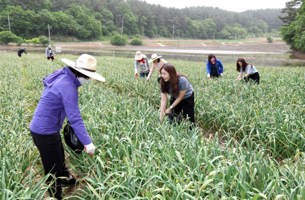 지난 22일 이원면 포지리의 한 마늘농가에서 봉사활동 중인 태안군 공직자들.