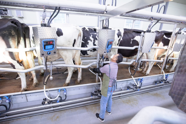 젖소 유착 모습