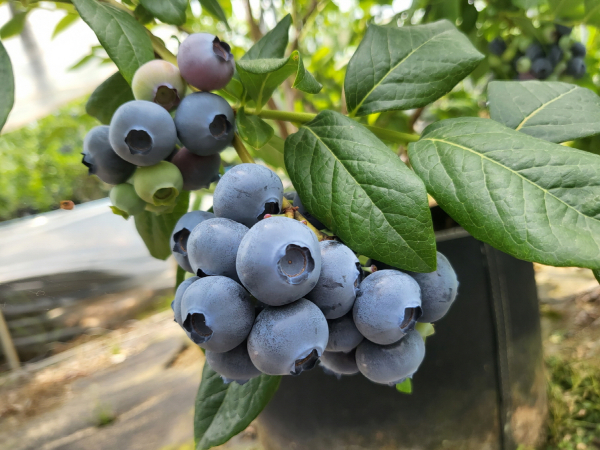 블루베리 홍보 및 판매 행사 개최