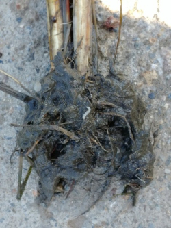 벼물바구미 유충