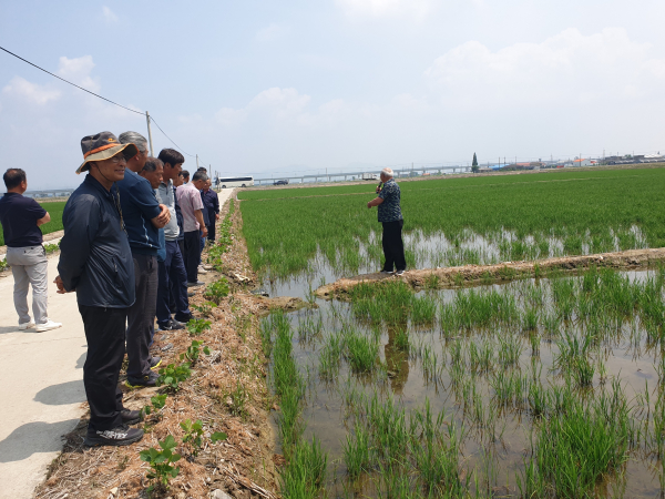 당진시 벼 직파재배 시범사업 현장평가