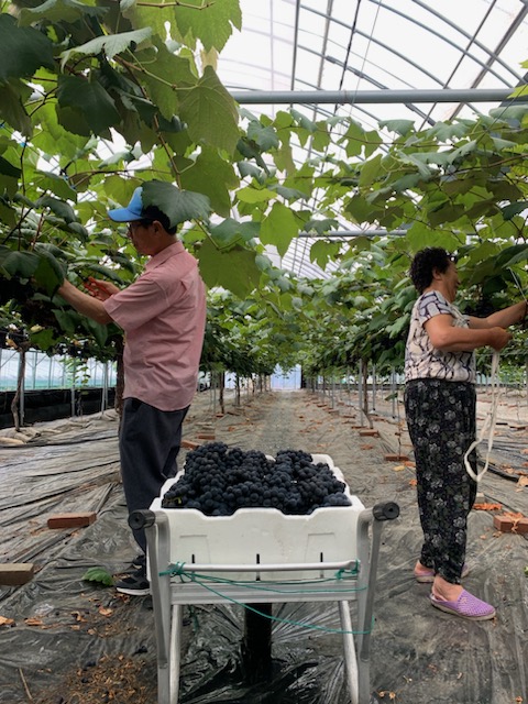 사현포도 수확 모습