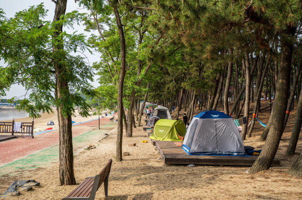 용두해변 솔밭 사진