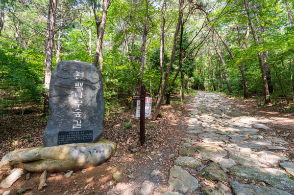 편백나무숲길 사진