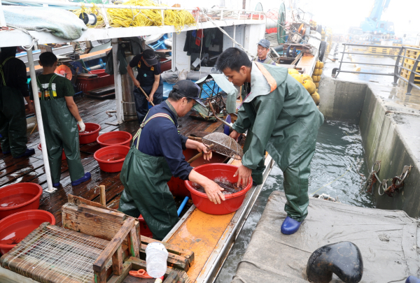 지난 9일 신진항 위판장의 오징어 모습.