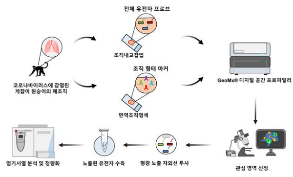 코로나바이러스에 감염된 원숭이 폐 조직에서의 공간전사체 분석 모식도