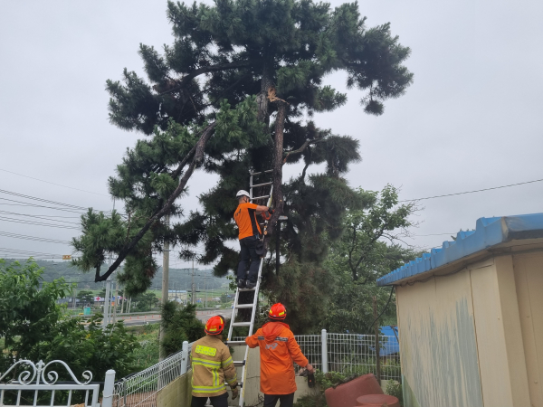 서산시 지곡면 나무제거 현장