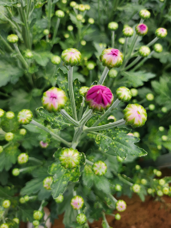 흰녹병 발생 피해