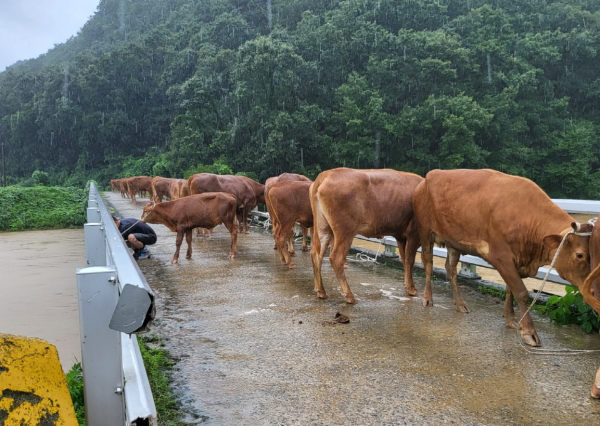 이인면 만수리 소 복귀 사진
