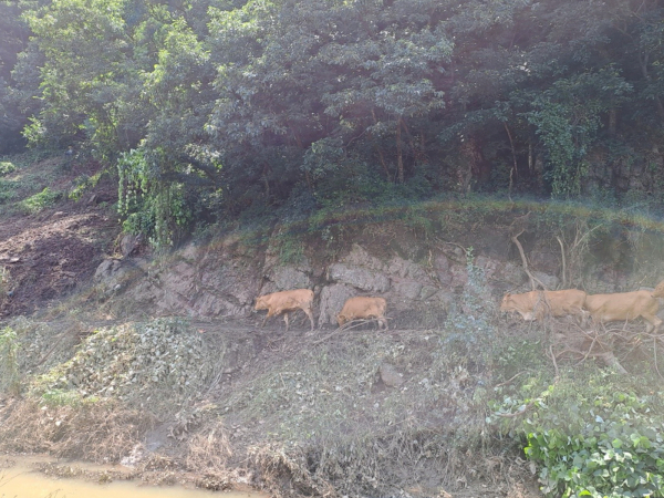 이인면 만수리 소 복귀 모습