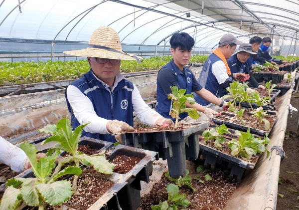 20일 김일수 부교육감을 비롯한 교육청 교직원, 충남교육청노동조합 조합원들이 버섯농가에 방문하여 피해 농작물(상추)을 반출하고 있다