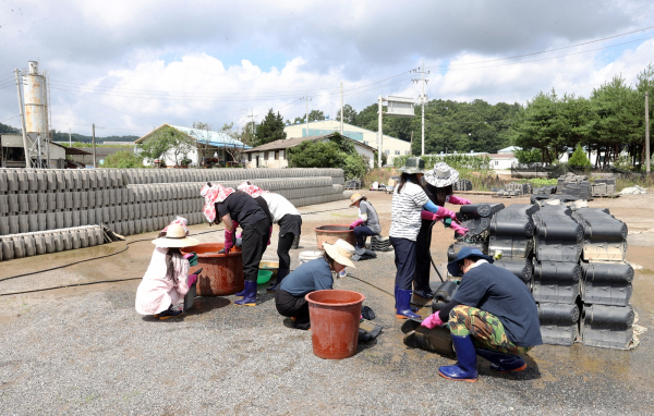 충남도의회 사무처 직원들이 수해지역 피해 복구 지원을 나섰다 (부여, 기와세척작업 지원)