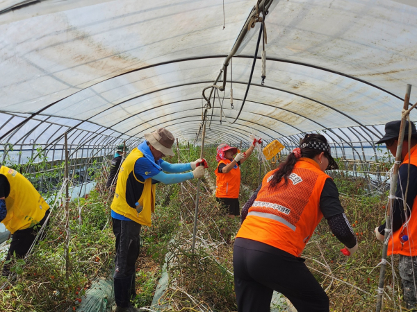 학부모와 함께 수해입은 토마토 농가 찾아 구호 활동 펼쳐