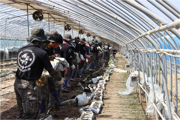 육군32사단 장병들이 청양군 비닐하우스 정리 및 부유물을 정리하고 있다.