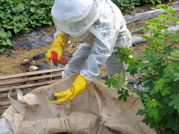 벌 쏘임 사고 예방·응급처치 홍보