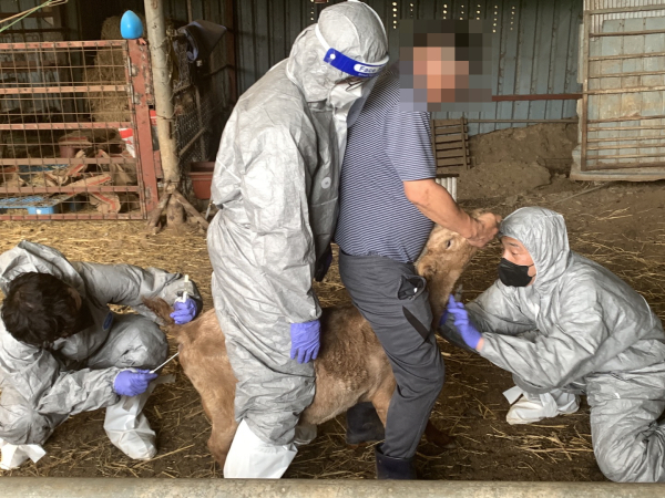 세종시 가축방역관이 관내 한 축산농가에서 가축전염병 검사를 하고 있는 모습