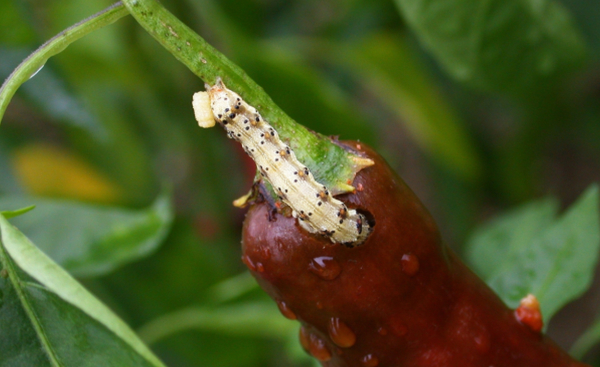 고추 병해충 관리 당부-담배나방