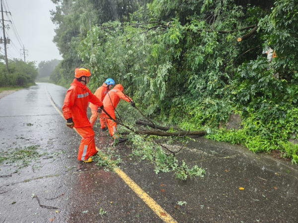 지난 태풍 피해 나무 제거 모습