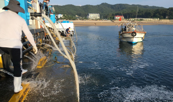 지난 7월 27일 소원면 천리포항에서 조피볼락 치어를 방류하는 모습.