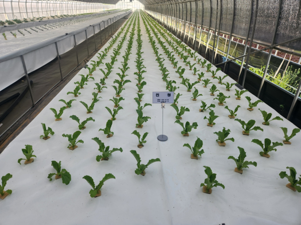 상추 수경재배 모습