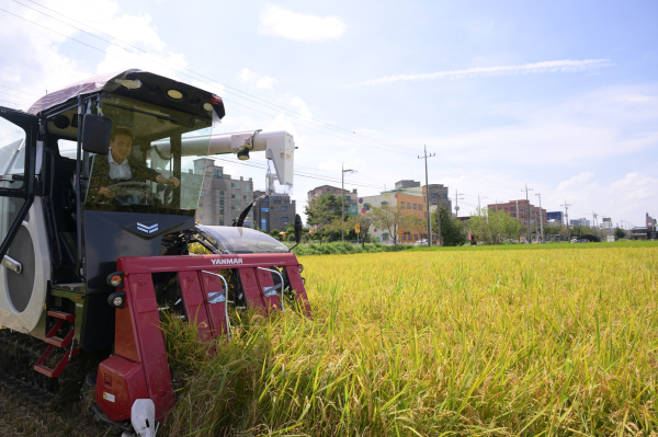 백성현 논산시장이 올해 첫 벼베기 작업에 직접 동참했다