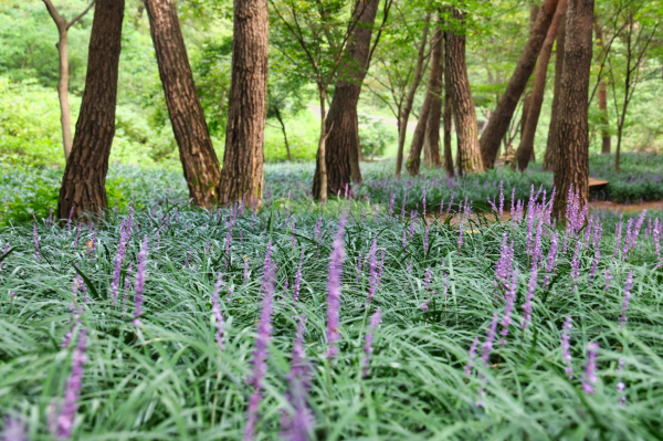 백화산 및 가재산 등산로 정비 모습
