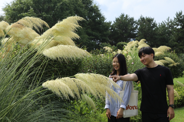 활짝 핀 팜파스그라스