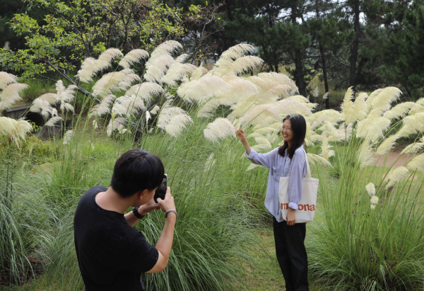 천리포수목원에 팜파스그라스 만발