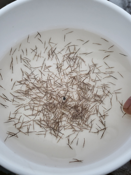 자체 종자생산에 성공한 15일된 블랙타이거 치하