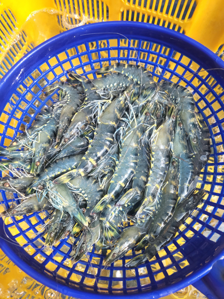 블랙타이거 새우