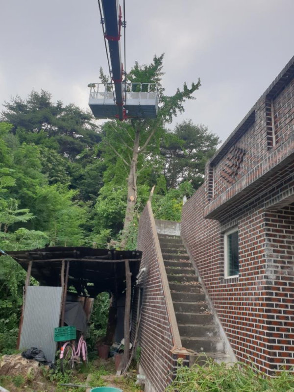 예산군이 위험수목을 제거하고 있다