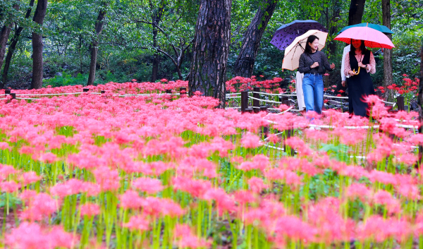 성주산자연휴양림 꽃무릇 사진