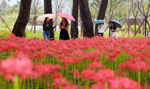성주산자연휴양림 꽃무릇 사진