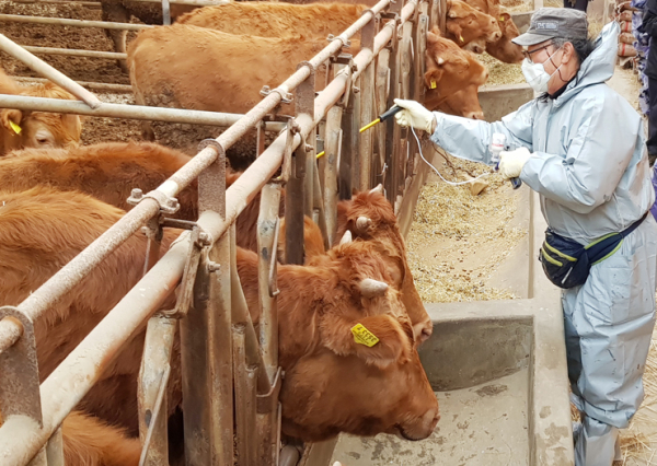 구제역 예방 백신을 접종하는 모습