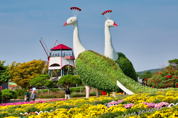 코리아플라워파크 가을꽃박람회 모습(10월 4일).