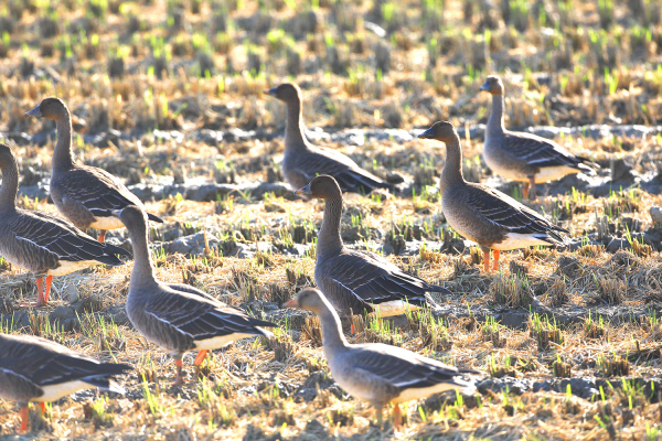 천수만에 도래한 기러기류 모습