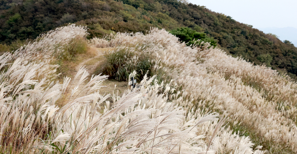 오서산 억새 모습