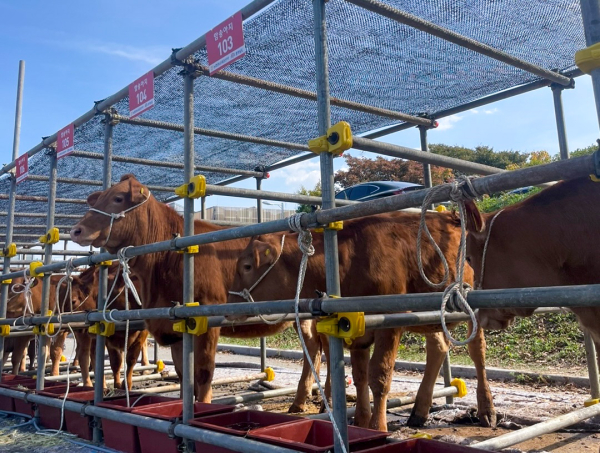 2023 충남 좋은 가축 선발·고급육 경진대회 (출품가축 모습)