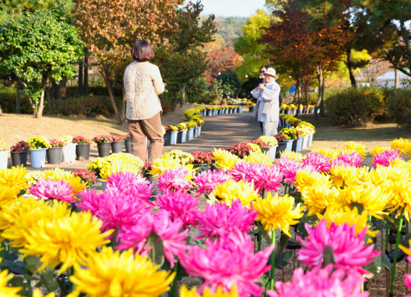 지난해 열린 태안국화축제 모습(22. 10. 28.).