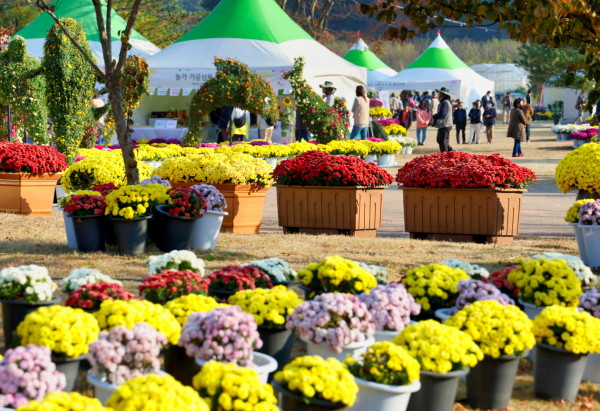 지난해 열린 태안국화축제 모습(22. 10. 28.).