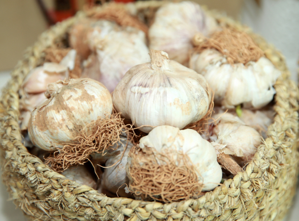 태안 육쪽마늘 모습