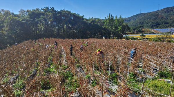 가을철 농촌일손돕기 사진
