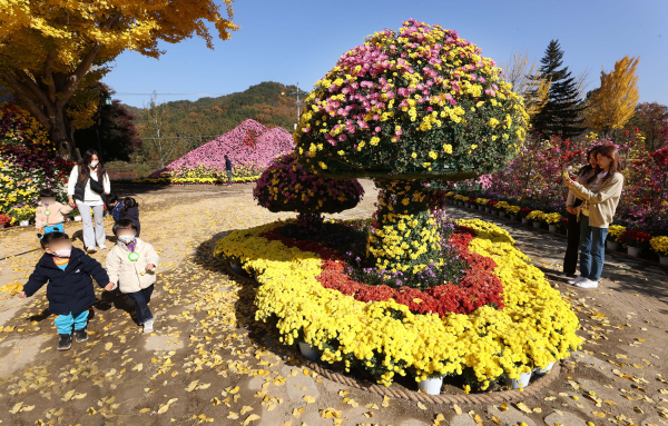 지난해 ‘대청호반 국화전시회’ 모습