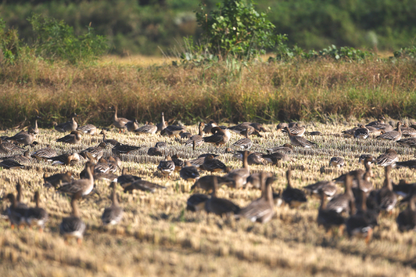 세계적인 철새도래지인 천수만에 겨울 철새들이 날아든 모습