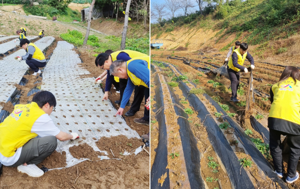 25일 지곡면의 한 농가에서 주택과직원 12명이 가을철 농촌 일손 돕기를 하는 모습