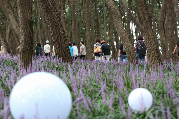 맥문동 꽃 축제