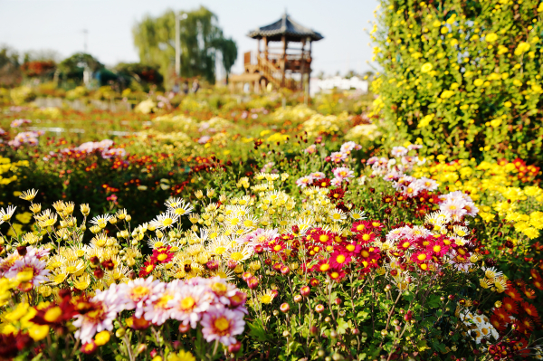 서산 국화축제 현장 모습