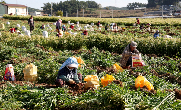 태안 생강 수확 모습